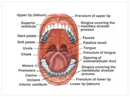 Image of a diagram of the interior of a mouth/ description identifying each part